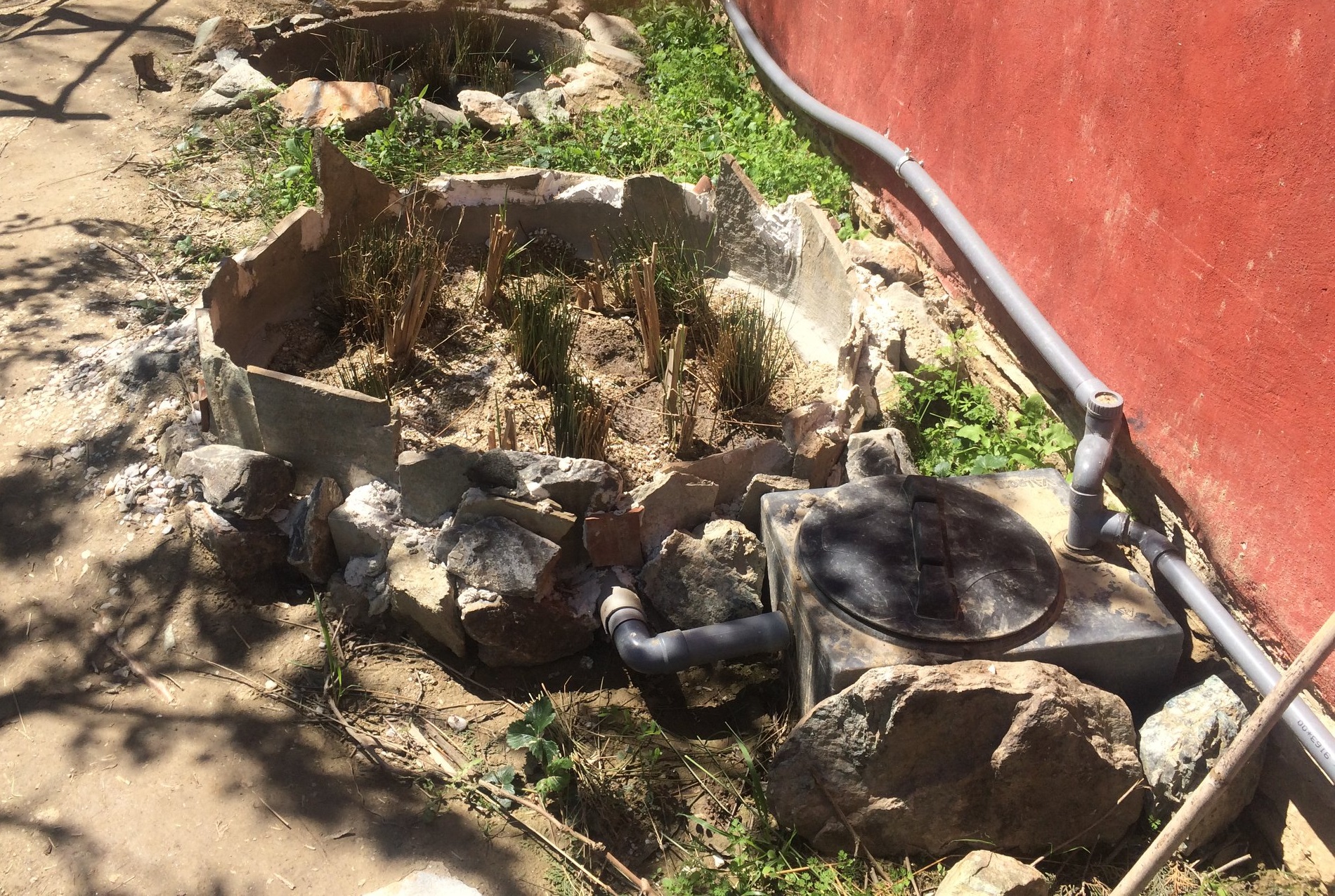 Φυτοκαθαρισμός