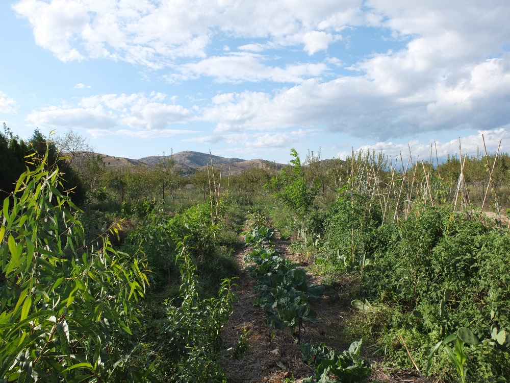 Βρώσιμο Δάσος