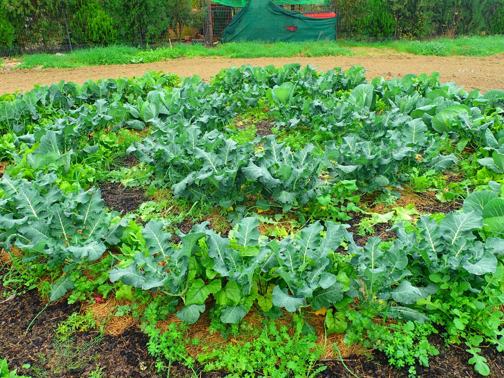 Λαχανόκηπος